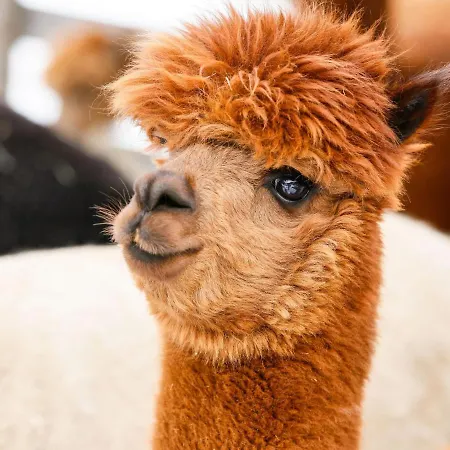 Kaufmann By Interhome Apartamento Tobadill