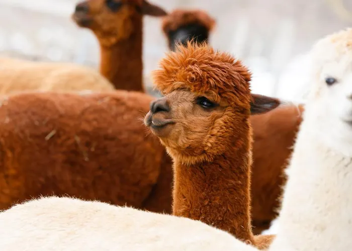 Apartamento Kaufmann By Interhome