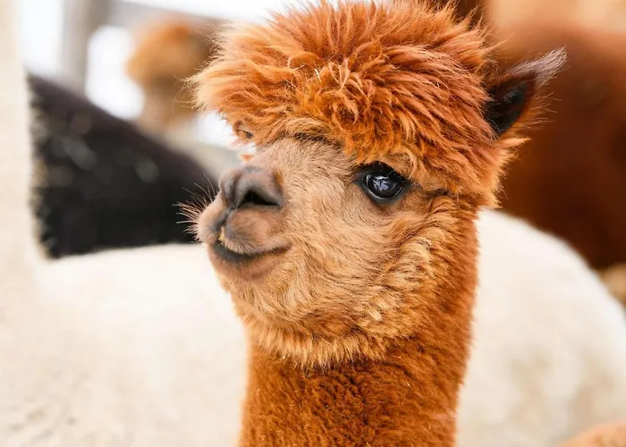 Kaufmann By Interhome شقة Tobadill